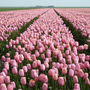 Rosa Tulpenfeld in Südholland.