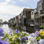 Blumen im Vordergrund, malerische Häuser und Kanal in Südholland bei sonnigem Wetter.