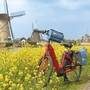Rotes Fahrrad vor Windmühlen und blühenden gelben Blumen in Kinderdijk, Südholland.