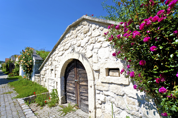 Weinkeller mit blühenden Rosen in einer Kellergasse bei Sonnenschein