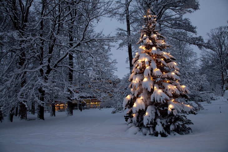Schneebedeckter Weihnachtsbaum mit Lichtern bei Nacht im verschneiten Wald.