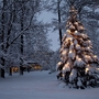 Schneebedeckter Weihnachtsbaum mit Lichtern bei Nacht im verschneiten Wald.