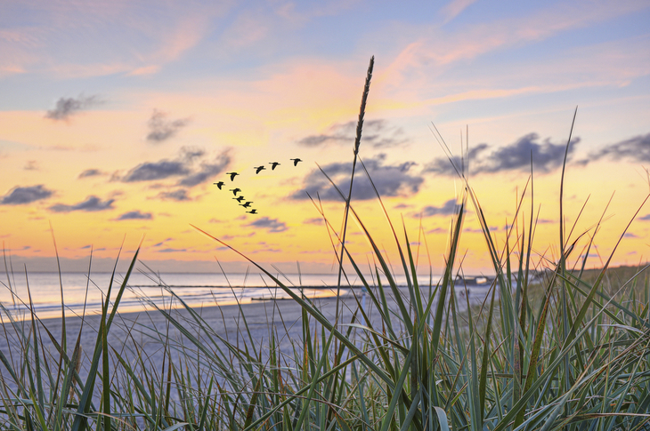 Abendstimmung an der Nordsee mit Gräsern und ziehenden Vögeln am Himmel.