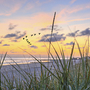 Abendstimmung an der Nordsee mit Gräsern und ziehenden Vögeln am Himmel.