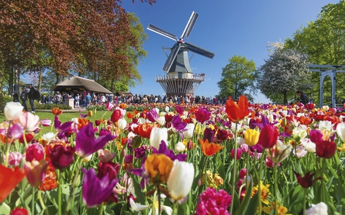 Bunte Tulpenfelder vor einer Windmühle im Keukenhof, Niederlande.