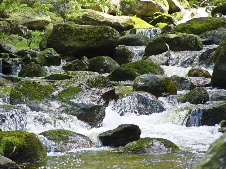 Bach fließt über moosbedeckte Steine in einer bewaldeten Umgebung.