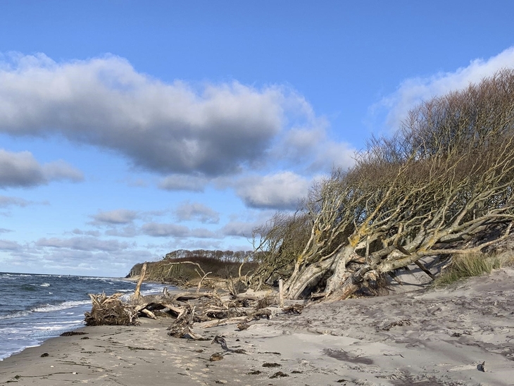 Strand mit Dünen und Bäumen am Weststrand in Prerow unter blauem Himmel.