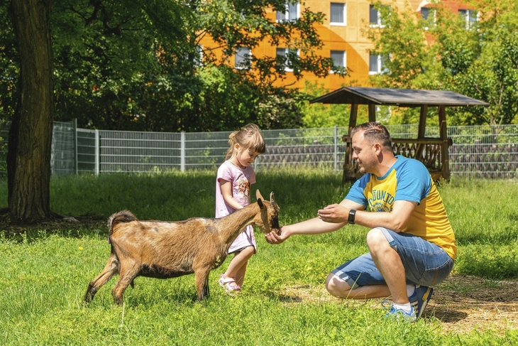 Vater und Tochter füttern eine Ziege im Streichelzoo des Ahorn Seehotels Templin.