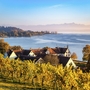 Herbstlicher Bodensee mit Weinbergen und Blick auf Berge im Hintergrund.