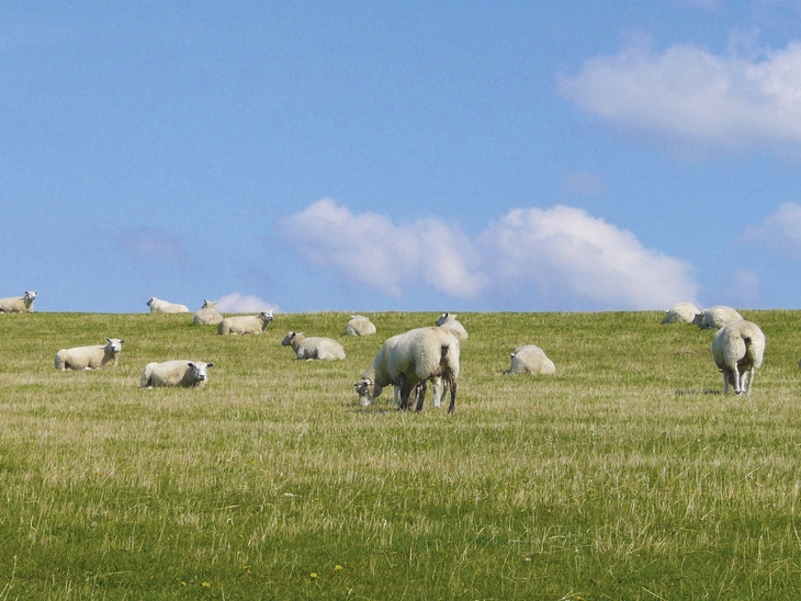 Schafe grasen auf einer grünen Wiese unter blauem Himmel.