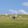 Schafe grasen auf einer grünen Wiese unter blauem Himmel.
