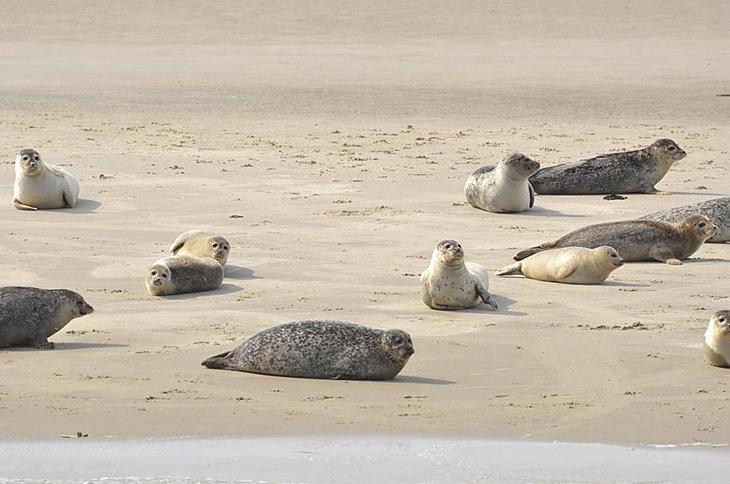 Mehrere Seehunde liegen auf einer Sandbank.