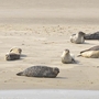 Mehrere Seehunde liegen auf einer Sandbank.