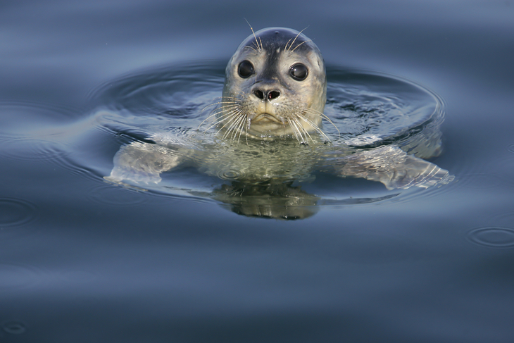 Ein Seehund schaut aus dem Wasser in der Nordsee.