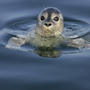 Ein Seehund schaut aus dem Wasser in der Nordsee.