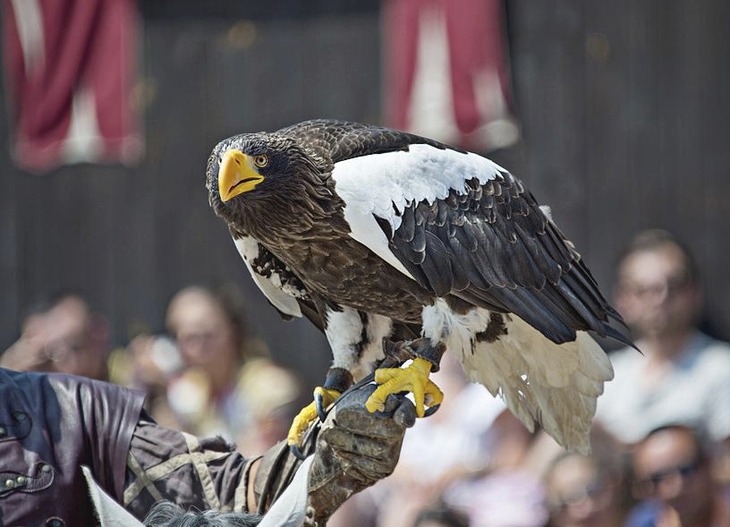 Greifvogel sitzt auf dem Arm eines Falkners bei einer Show.