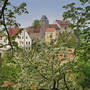 Blick auf Burg Hohnstein hinter blühenden Bäumen im Frühling.