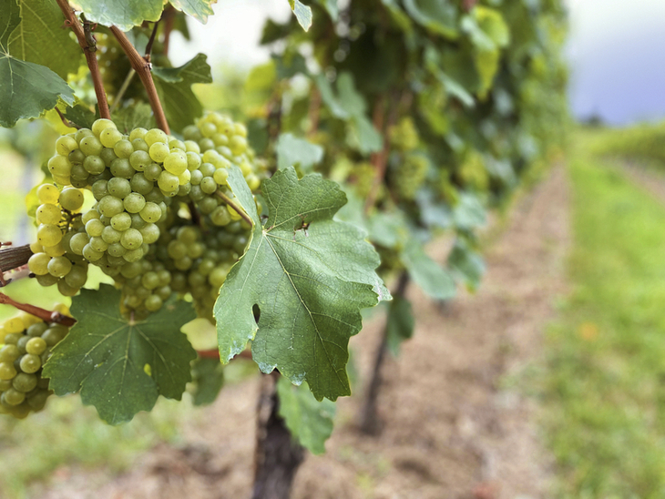 Weinreben mit grünen Trauben in einem Weinberg.