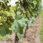 Weinreben mit grünen Trauben in einem Weinberg.
