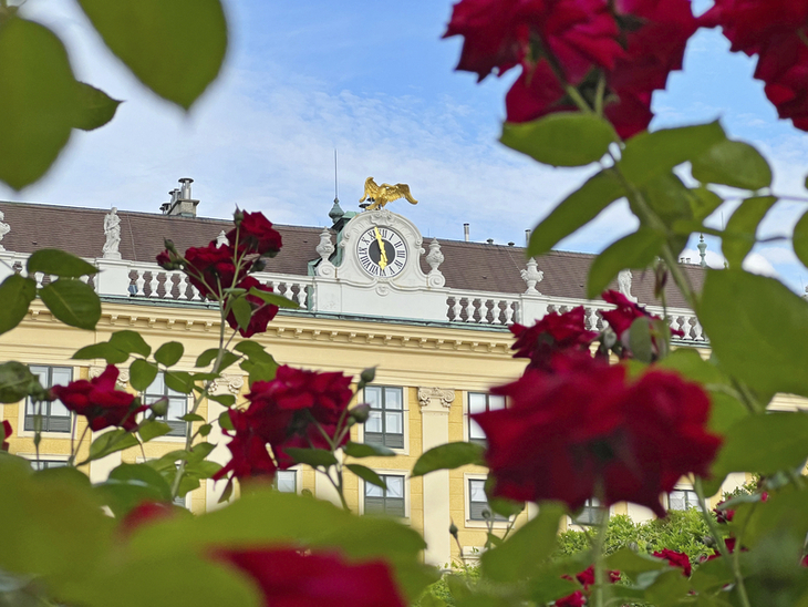 Schloss Schönbrunn hinter blühenden roten Rosen.