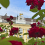 Schloss Schönbrunn hinter blühenden roten Rosen.