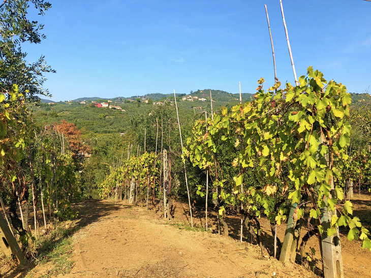 Weingarten mit Rebstöcken und Hügeln im Hintergrund bei sonnigem Wetter.