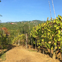 Weingarten mit Rebstöcken und Hügeln im Hintergrund bei sonnigem Wetter.