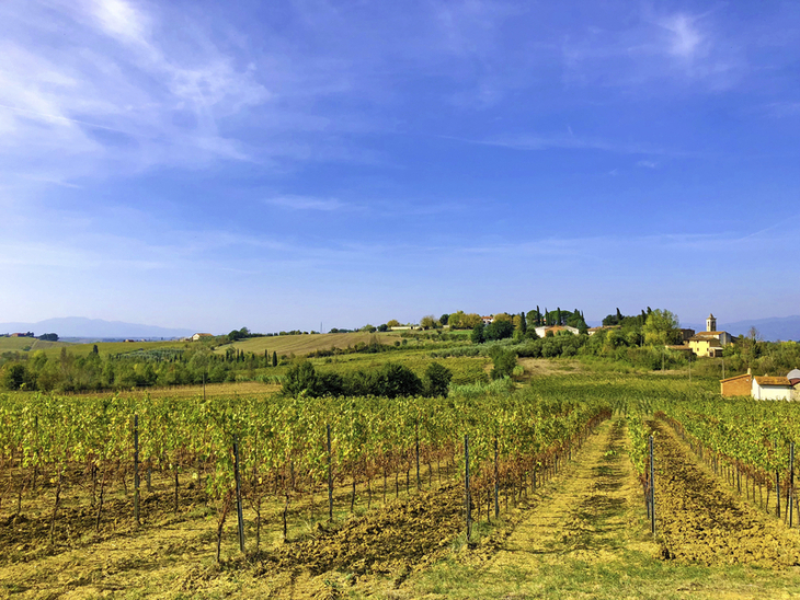 Weinberg in hügeliger Landschaft mit blauem Himmel und Dorf im Hintergrund