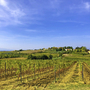Weinberg in hügeliger Landschaft mit blauem Himmel und Dorf im Hintergrund