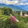 Blick auf Kirchdorf mit Bergen im Hintergrund, Weinreben und blühende Büsche im Vordergrund.