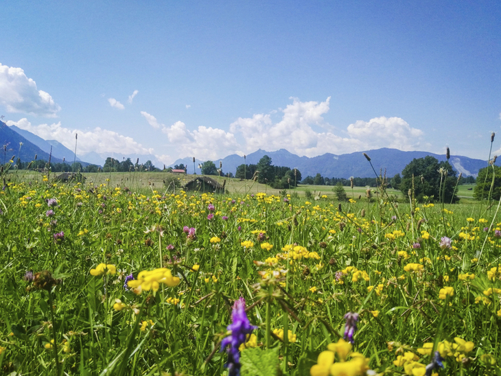 Blumenwiese mit Bergen im Hintergrund an einem klaren Tag am Chiemsee.