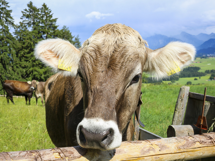 Nahaufnahme einer Kuh auf einer Wiese mit Alpen im Hintergrund.