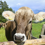 Nahaufnahme einer Kuh auf einer Wiese mit Alpen im Hintergrund.