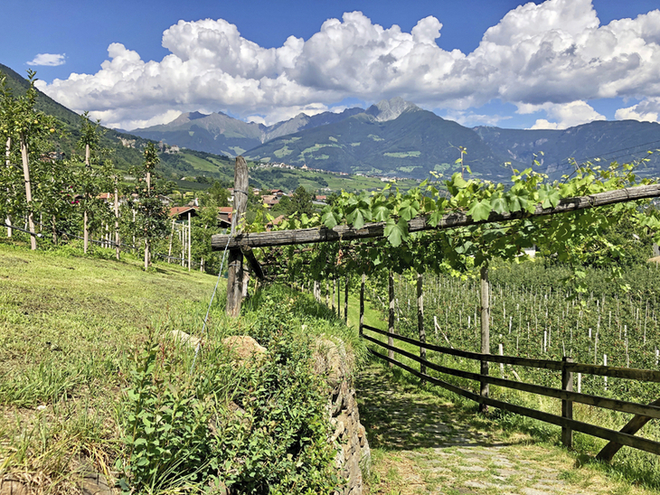 Weinberge und Apfelhaine in Südtirol mit Bergblick und Wolkenhimmel.