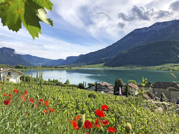 Blick auf den Kalterer See in Südtirol mit Bergen im Hintergrund und Mohnblumen im Vordergrund.