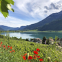 Blick auf den Kalterer See in Südtirol mit Bergen im Hintergrund und Mohnblumen im Vordergrund.