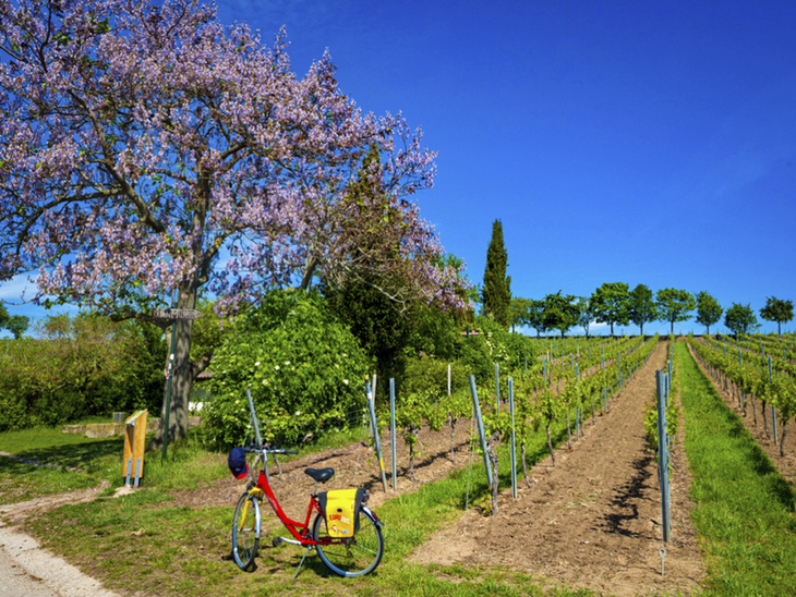 Fahrrad steht neben blühendem Baum und Weinreben am Rheinradweg bei sonnigem Wetter.