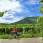 Radfahrerin auf Radweg durch Weinberge bei sonnigem Wetter.