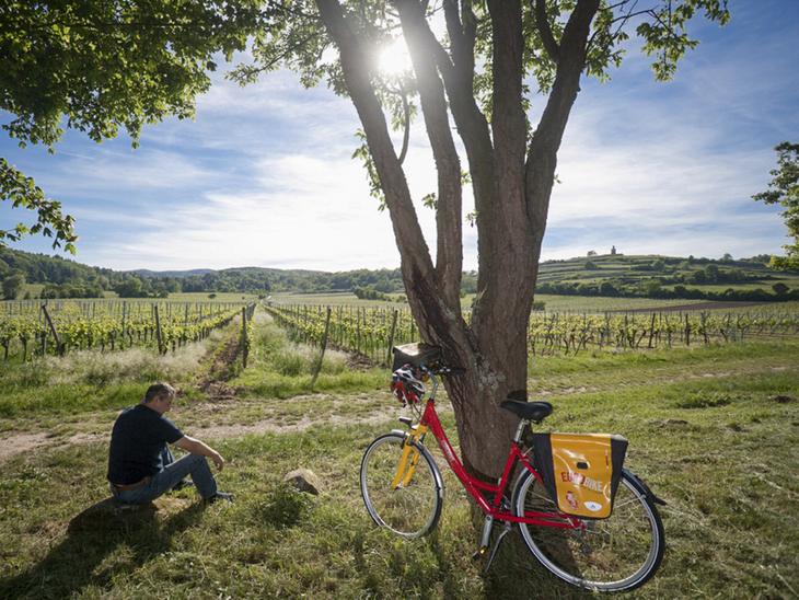 Fahrrad an Baum gelehnt, Mann sitzt in Weinbergspause unter Baum.
