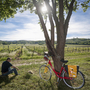 Fahrrad an Baum gelehnt, Mann sitzt in Weinbergspause unter Baum.
