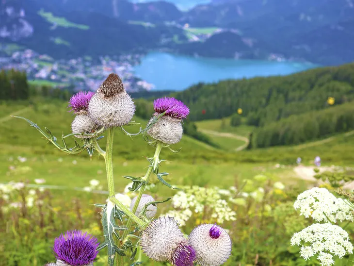 Blick auf den Wolfgangsee und Blumenwiese im Vordergrund, umgeben von Bergen.