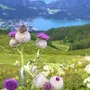 Blick auf den Wolfgangsee und Blumenwiese im Vordergrund, umgeben von Bergen.