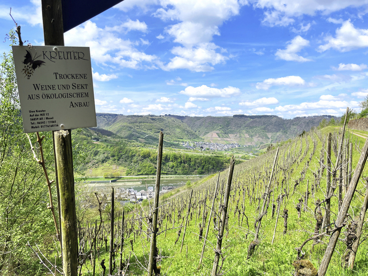 Weinberg am Moselsteig mit Schild für ökologischem Weinbau, sonniger Tag im Frühling.
