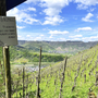 Weinberg am Moselsteig mit Schild für ökologischem Weinbau, sonniger Tag im Frühling.