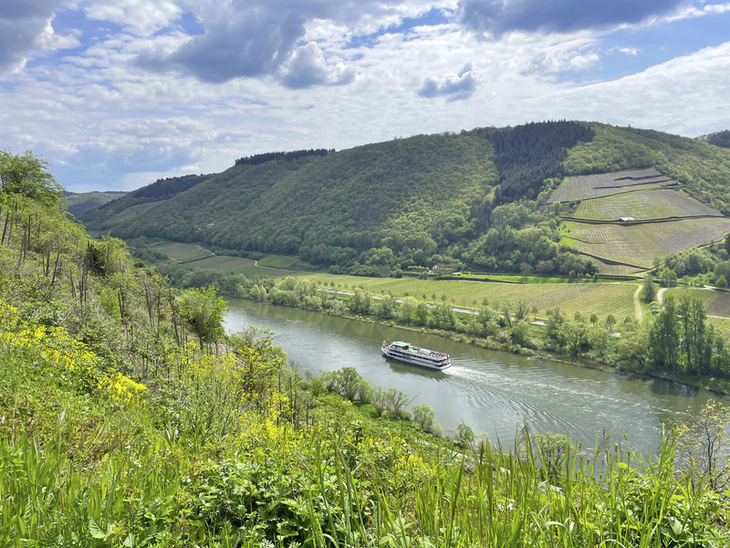Flusslandschaft mit Schiff und Weinbergen am Moselsteig an einem bewölkten Tag.