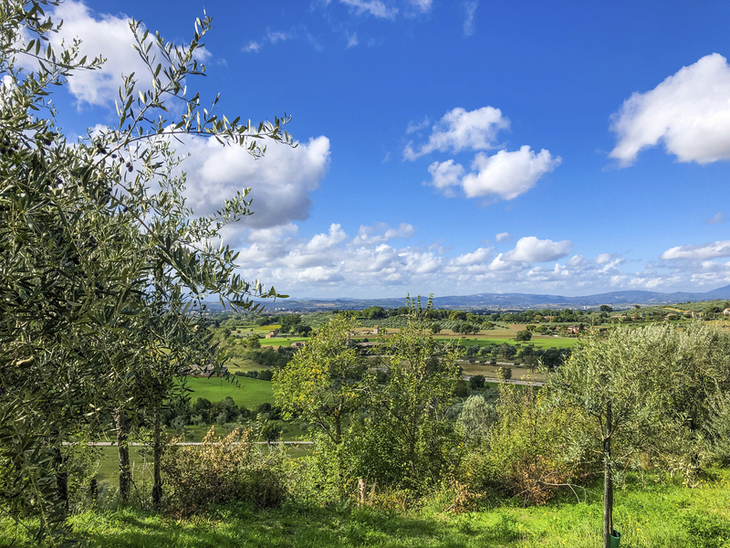 Landschaft in Umbrien mit Olivenbäumen und weitem Blick über grüne Felder.