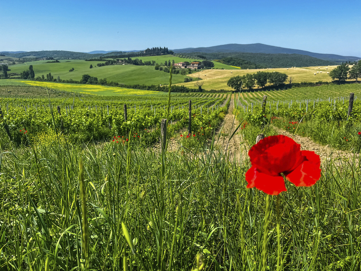 Landschaft mit Mohnblume im Vordergrund und Hügeln im Hintergrund.