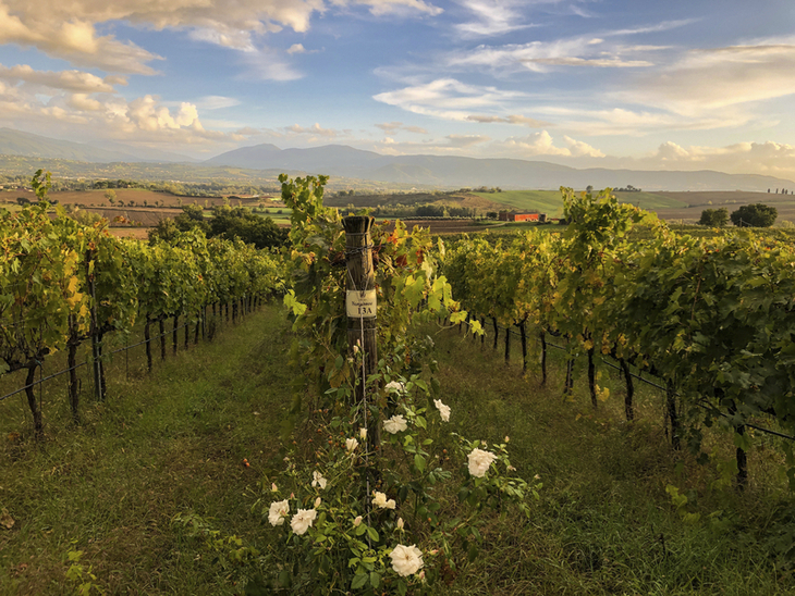 Weinreben in hügeliger Landschaft bei sonnigem Wetter in Umbrien, Italien.