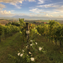 Weinreben in hügeliger Landschaft bei sonnigem Wetter in Umbrien, Italien.