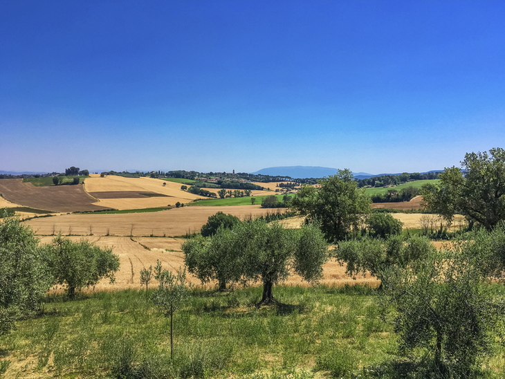 Blick auf Olivenhain und Felder unter blauem Himmel in Umbrien.